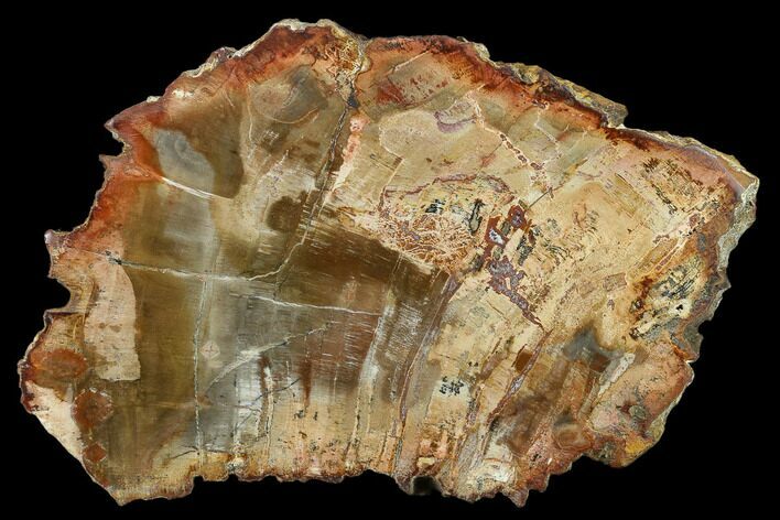 Petrified Wood (Araucaria) Slab - Madagascar #131422